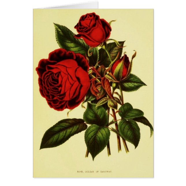 Sultan of Zanzibar Roos (Voorkant)