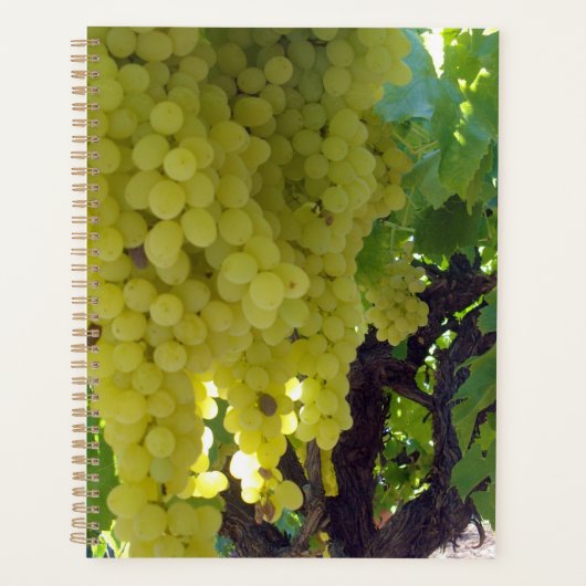 sultaninedruiven op een wijnstok, planner (Voorkant)