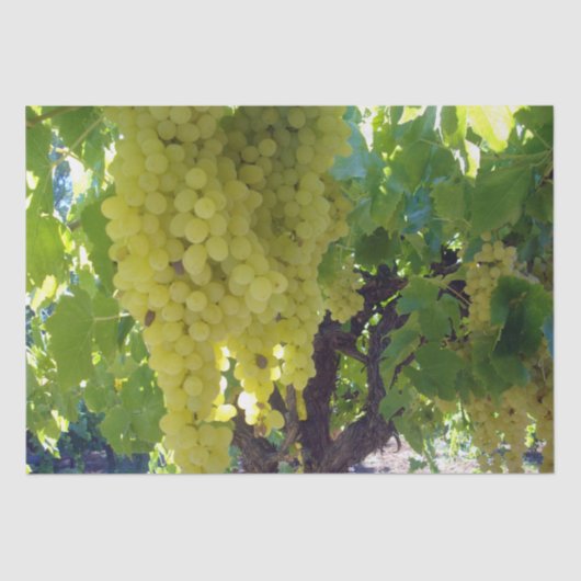 sultaninedruiven op een wijnstok, tissuepapier (Voorkant)