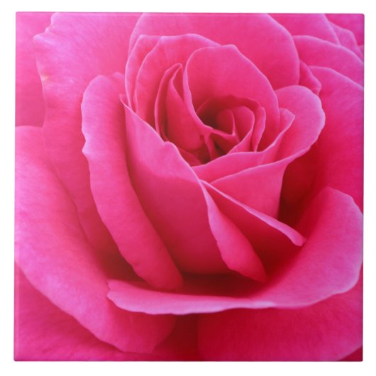 Sultry Snoep Red Rose Photo Tegeltje (Voorkant)