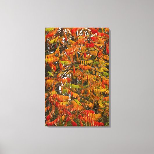 Sumac-boom in herfstkleur in witvis, canvas afdruk (Voorkant)