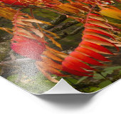 Sumac-boom in herfstkleur in witvis, foto afdruk (Hoek)