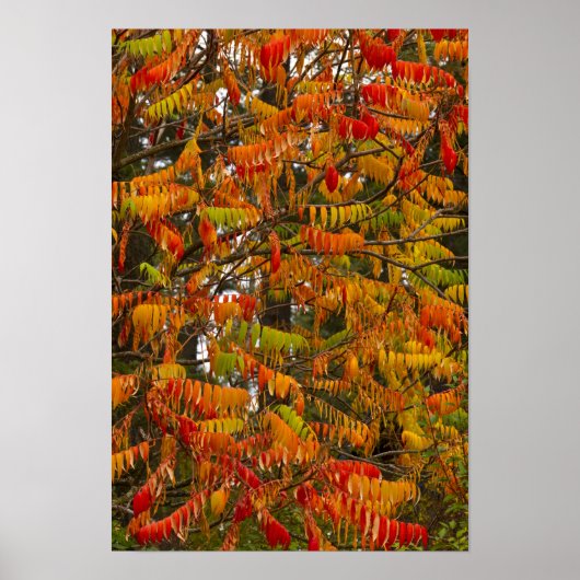 Sumac-boom in herfstkleur in witvis, poster (Voorkant)