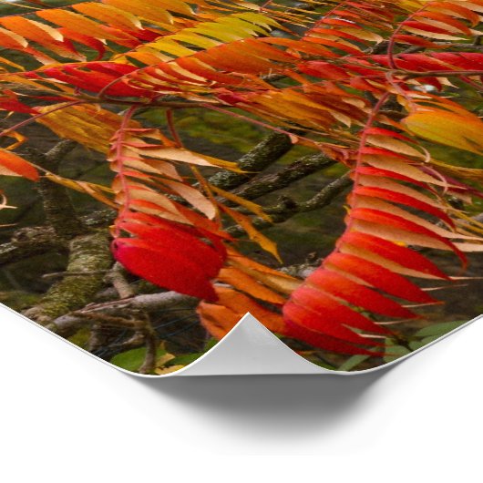 Sumac-boom in herfstkleur in witvis, poster (Hoek)