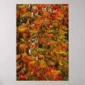 Sumac-boom in herfstkleur in witvis, poster (Voorkant)