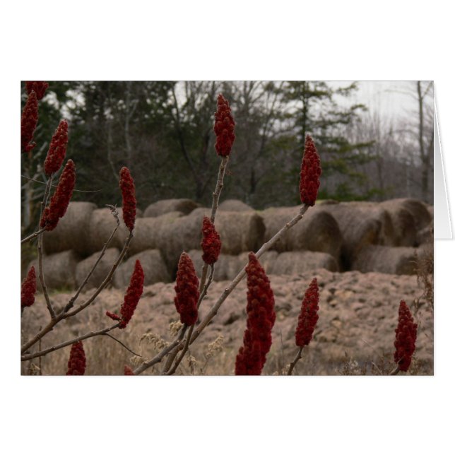 Sumac en Hay (Voorkant Horizontaal)