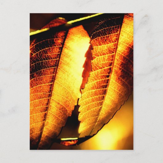 Sumac Leaves Briefkaart (Voorkant)