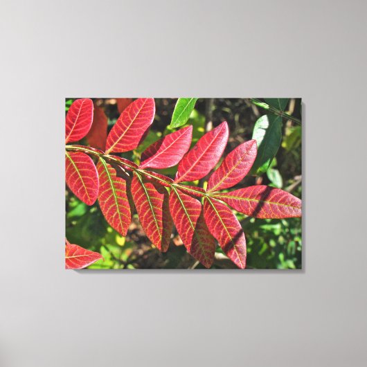 Sumac lekt in het najaar canvas afdruk (Voorkant)