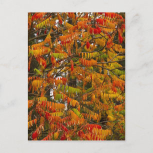 Sumacboom in herfstkleuren in Whitefish, Briefkaart