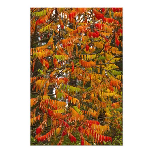Sumacboom in herfstkleuren in Whitefish, Foto Afdruk (Voorkant)