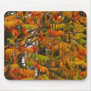 Sumacboom in herfstkleuren in Whitefish, Muismat