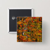Sumacboom in herfstkleuren in Whitefish, Vierkante Button 5,1 Cm (Voorkant /achterkant)