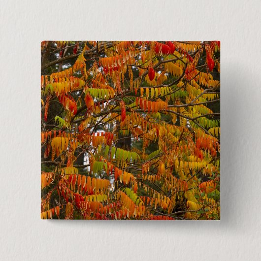 Sumacboom in herfstkleuren in Whitefish, Vierkante Button 5,1 Cm (Voorkant)