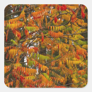 Sumacboom in herfstkleuren in Whitefish, Vierkante Sticker