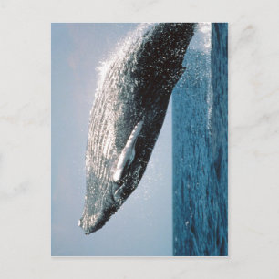 Sumaptera novaeangliae ( Megaptera novaeangliae )  Briefkaart