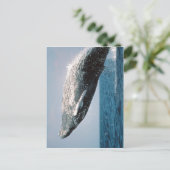 Sumaptera novaeangliae ( Megaptera novaeangliae ) Briefkaart (Staand voorkant)