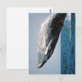 Sumaptera novaeangliae ( Megaptera novaeangliae ) Briefkaart (Voorkant / Achterkant)