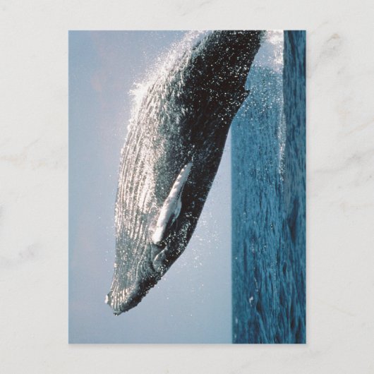 Sumaptera novaeangliae ( Megaptera novaeangliae ) Briefkaart (Voorkant)