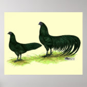 Sumatra Black Chickens Poster (Voorkant)