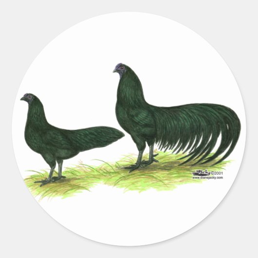 Sumatra Black Chickens Ronde Sticker (Voorkant)