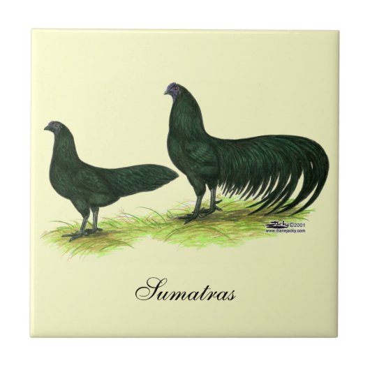 Sumatra Black Chickens Tegeltje (Voorkant)