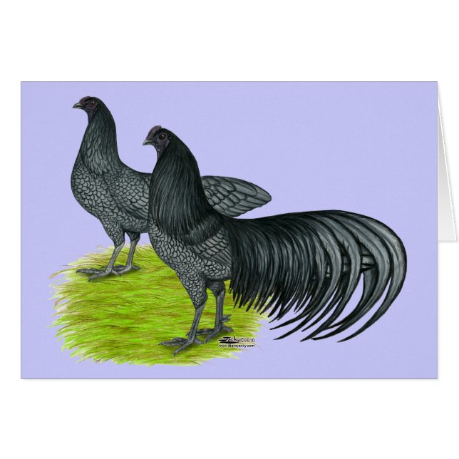 Sumatra:  Blauwhaar (Voorkant Horizontaal)