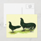 Sumatra Zwarte Kippen Briefkaart (Voorkant / Achterkant)
