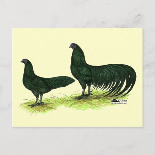 Sumatra Zwarte Kippen Briefkaart (Voorkant)