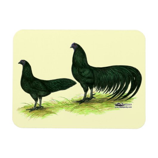 Sumatra Zwarte Kippen Magneet (Horizontaal)