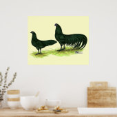 Sumatra Zwarte Kippen Poster (Keuken)