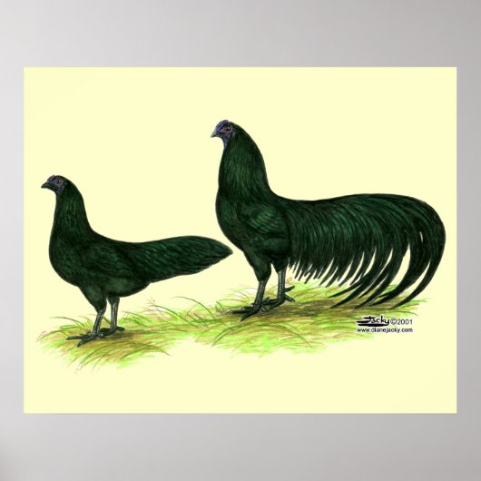 Sumatra Zwarte Kippen Poster (Voorkant)