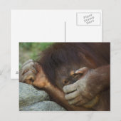 Sumatraanse orang-oetan, Pongo pygmaeus Briefkaart (Voorkant / Achterkant)