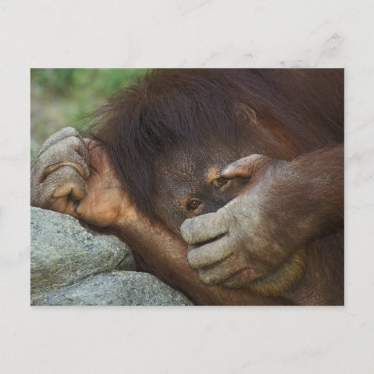 Sumatraanse orang-oetan, Pongo pygmaeus Briefkaart (Voorkant)