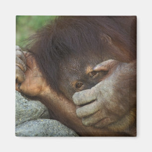 Sumatraanse orang-oetan, Pongo pygmaeus Magneet