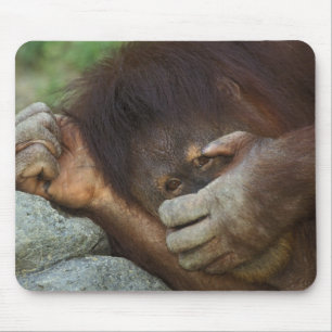 Sumatraanse orang-oetan, Pongo pygmaeus Muismat