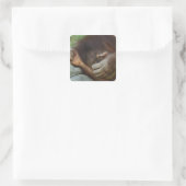 Sumatraanse orang-oetan, Pongo pygmaeus Vierkante Sticker (Tas)