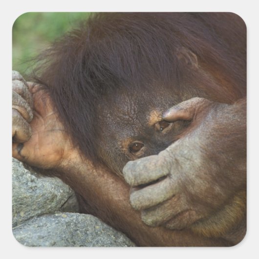 Sumatraanse orang-oetan, Pongo pygmaeus Vierkante Sticker (Voorkant)