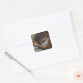 Sumatraanse orang-oetan, Pongo pygmaeus Vierkante Sticker (Envelop)