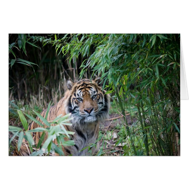 Sumatraanse tijger (Voorkant Horizontaal)