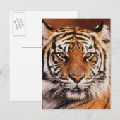 Sumatraanse Tijger Briefkaart (Voorkant / Achterkant)