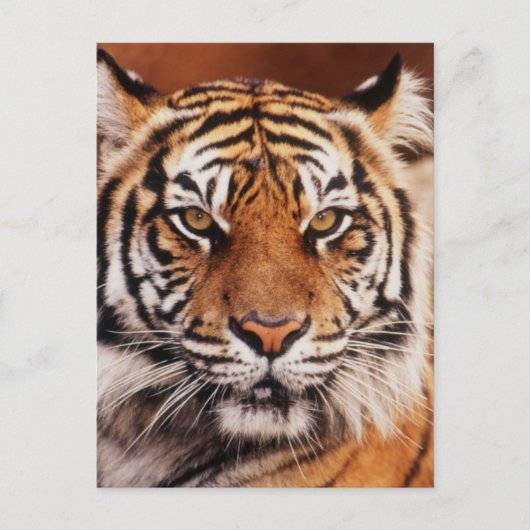 Sumatraanse Tijger Briefkaart (Voorkant)