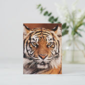 Sumatraanse Tijger Briefkaart (Staand voorkant)