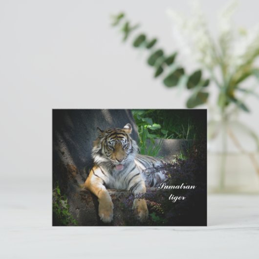 Sumatraanse tijger briefkaart (Staand voorkant)