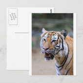 Sumatraanse Tijger Briefkaart (Voorkant / Achterkant)