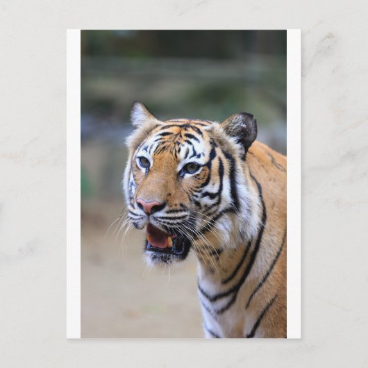 Sumatraanse Tijger Briefkaart (Voorkant)
