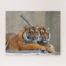 Sumatraanse Tijger. Grote Katachtigen.