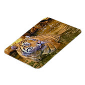 Sumatraanse tijger in waterschilderij magneet (Linkerzijde)