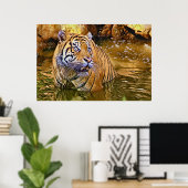 Sumatraanse tijger in waterschilderij poster (Thuiskantoor)