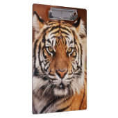 Sumatraanse Tijger Klembord (Rechts)