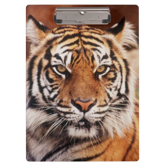 Sumatraanse Tijger Klembord (Voorkant)